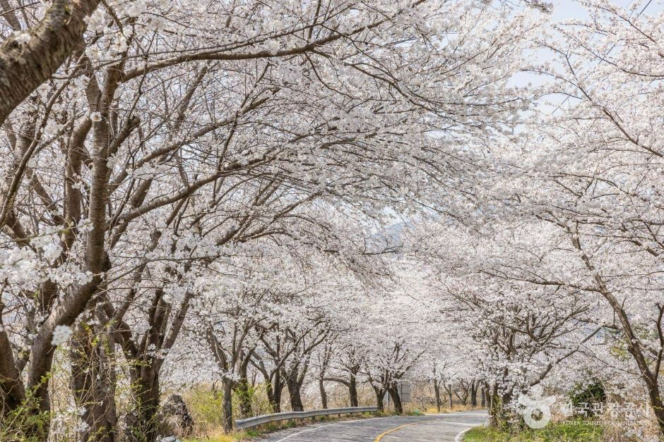 낙안읍성 벚꽃길