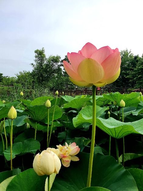 바다향기수목원