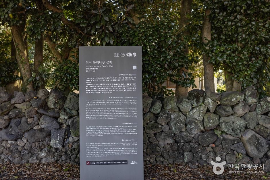 위미동백나무군락