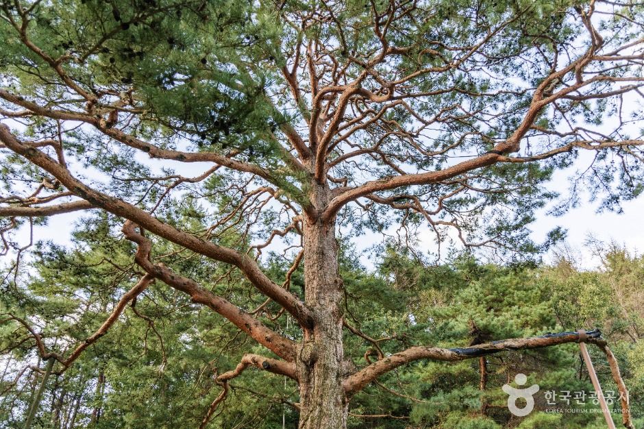 괴산 적석리 소나무