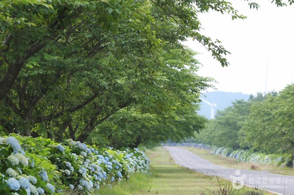 thumbnail-녹산로 유채꽃도로-5