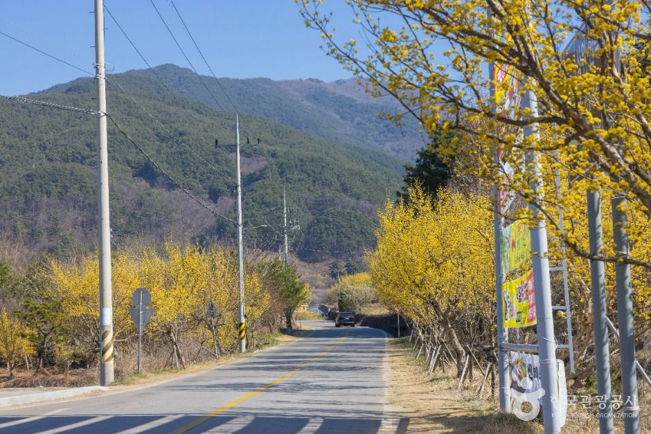 구례 산수유마을