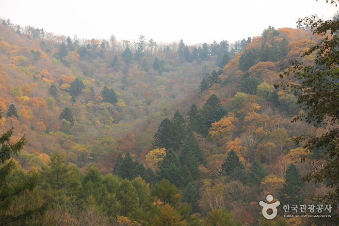 오대산국립공원 사진9