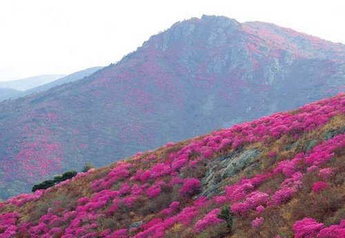 고려산 진달래축제 2015