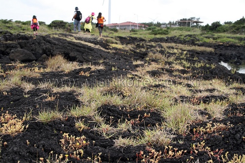 [제주올레 20코스] 김녕-하도 올레3