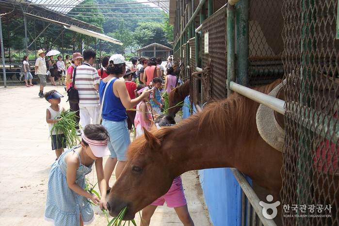 Ferme de poney Hanteo (한터 조랑말농장)