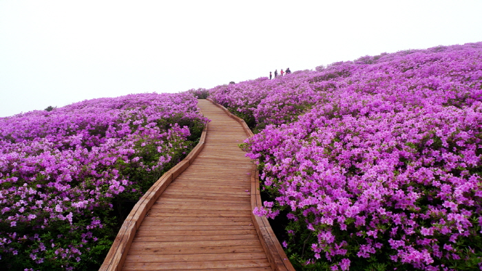 황매산 철쭉길<사진제공·합천군청>