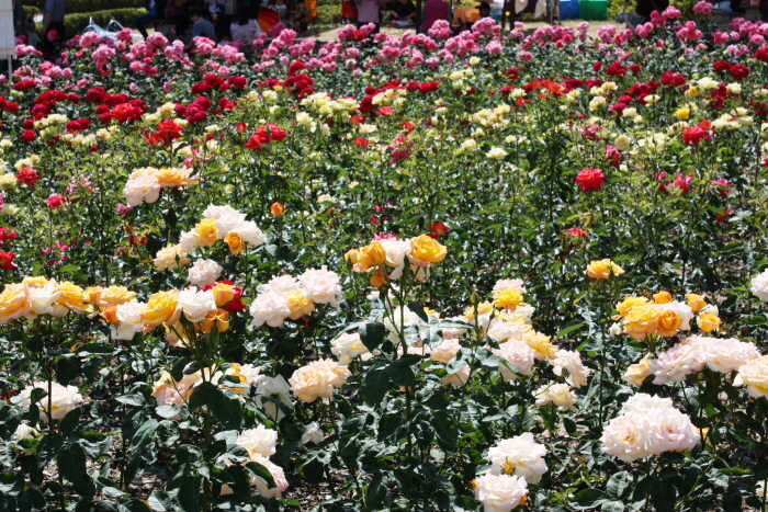 원주 장미축제 20198
