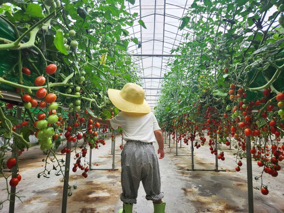 율봄식물원 토마토 시즌