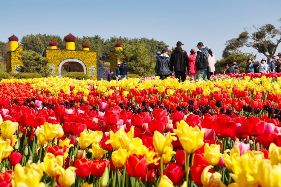 Korea Flower Park (코리아플라워파크)