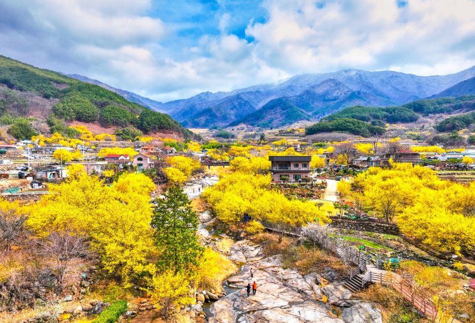 Festival de las Flores de Sansuyu de Gurye (구례산수유꽃축제)