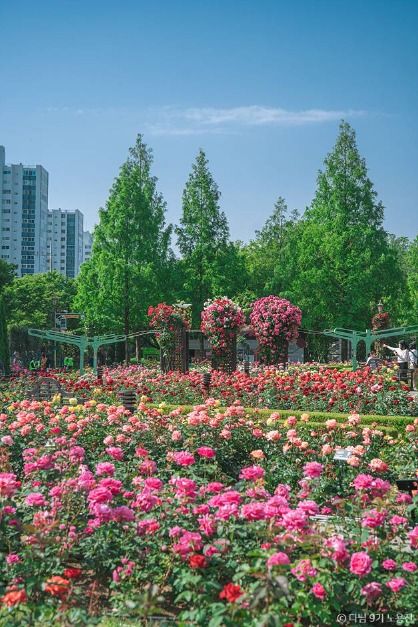 이곡장미공원
