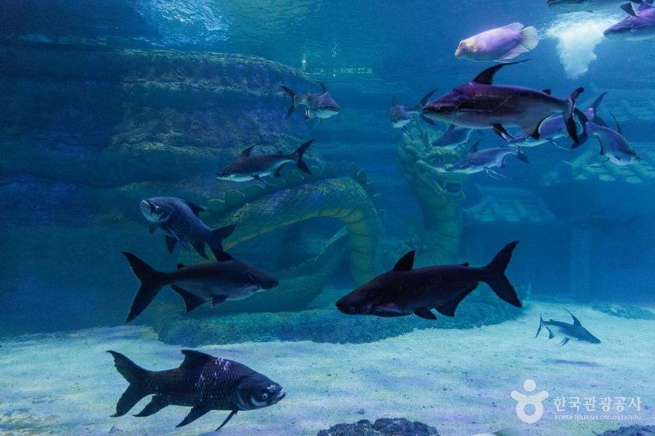 사천_아라마루 아쿠아리움 (3)