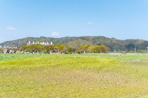 경주_분황사 청보리밭 (5)