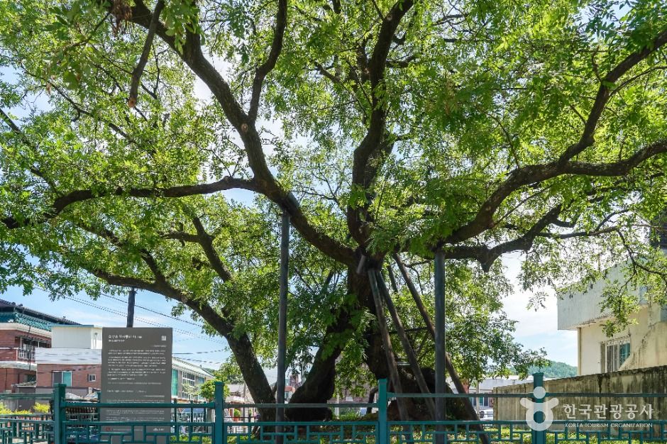 의성읍 도서동의 회나무