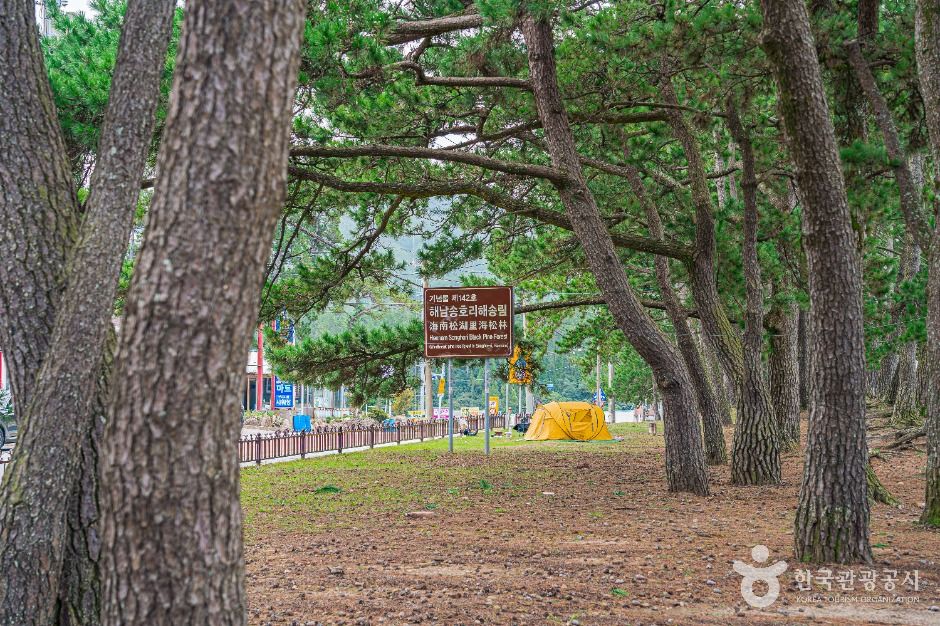 해남_해남 송호리 해송림 (2)