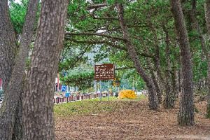 해남_해남 송호리 해송림 (2)