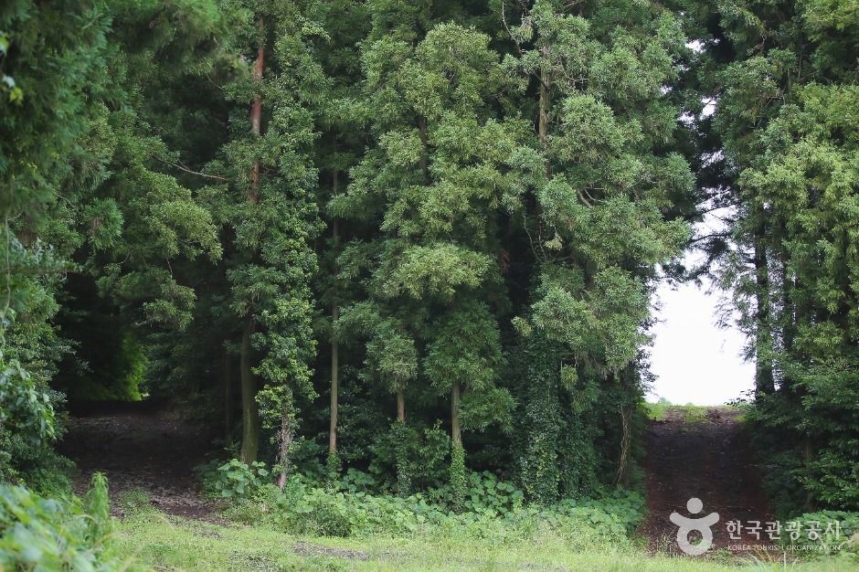 thumbnail-녹산로 유채꽃도로-6