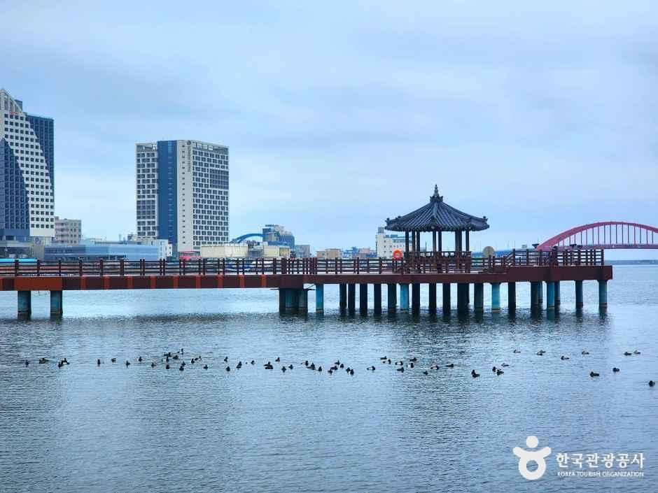 thumbnail-청초호 호수공원-0