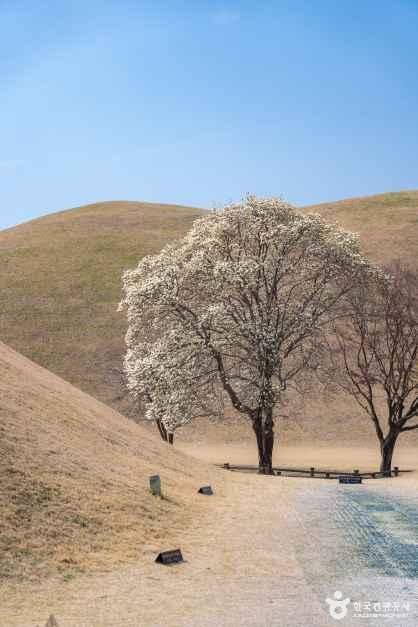 thumbnail-경주 대릉원 일원-18