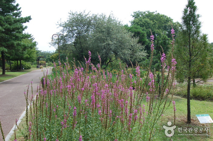 Gangwon-do Provincial Flower Garden (강원도립화목원)