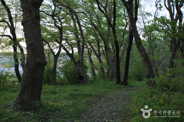 Mulgeon Windbreak Forest (남해 물건리 방조어부림)