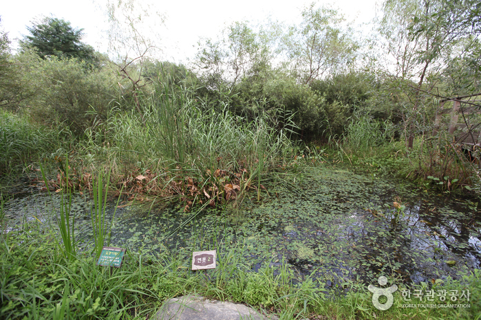 Gildong Ecological Park (길동생태공원)