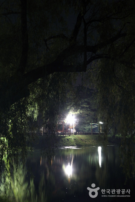 버드나무가 어우러진 의림지의 밤 풍경