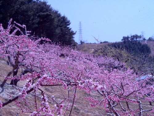 강릉 복사꽃축제 20191