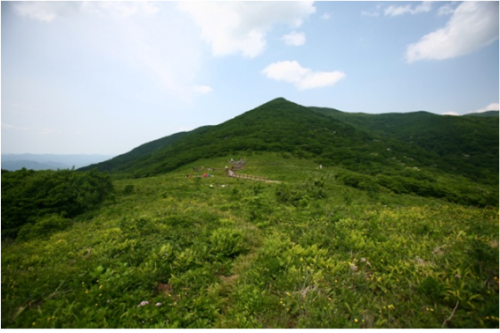 곰배령 이미지