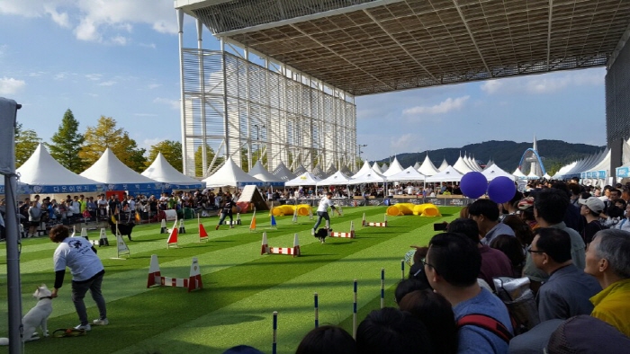동물보호문화축제 20190