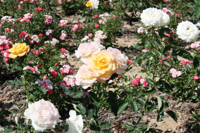 원주 장미축제 20199