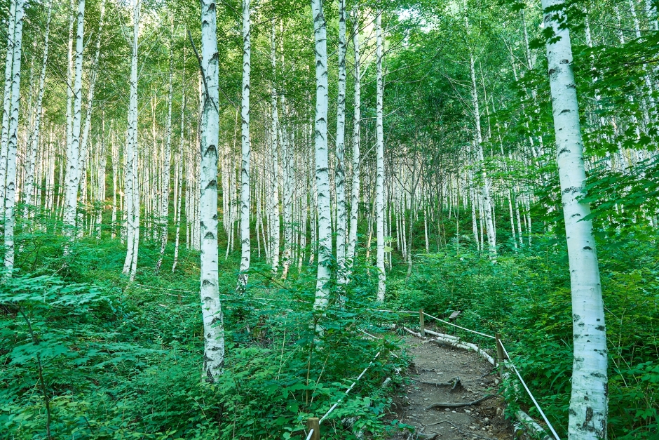 Wondae-ri Birch Forest (Whispering Birch Forest) (원대리 자작나무 숲(속삭이는 자작나무 숲))