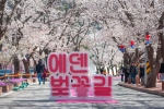 2024 에덴벚꽃길 벚꽃축제 1