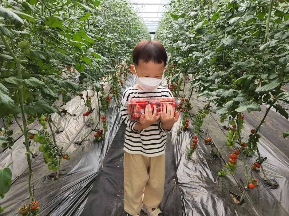 thumbnail-율봄식물원 토마토 시즌-15
