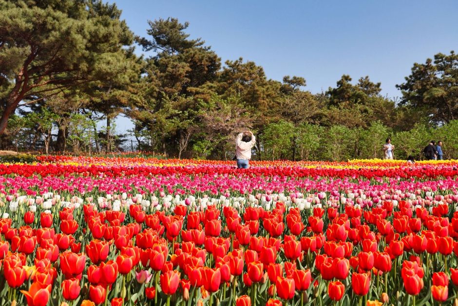 Korea Flower Park (코리아플라워파크)