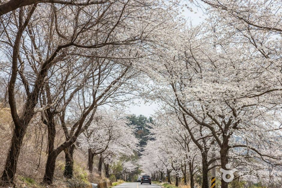 낙안읍성 벚꽃길