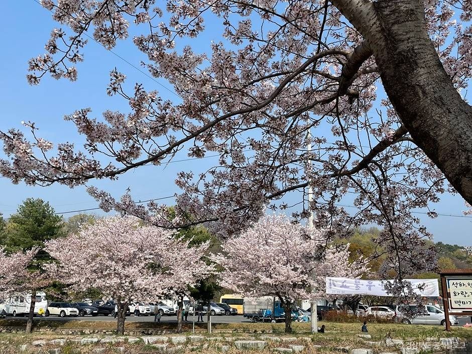 흥무로 벚꽃길