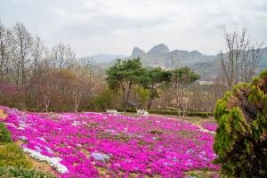 진안 꽃잔디동산