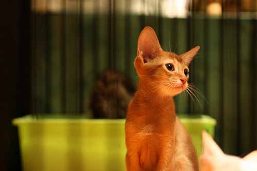 Café Gio Cat (지오캣)