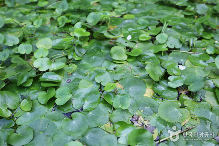 Gildong Ecological Park (길동생태공원)