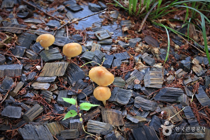 치유숲길에서 만난 버섯 사총사