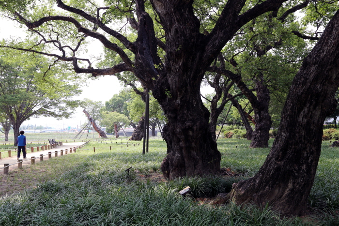 성주 경산리 성밖 숲