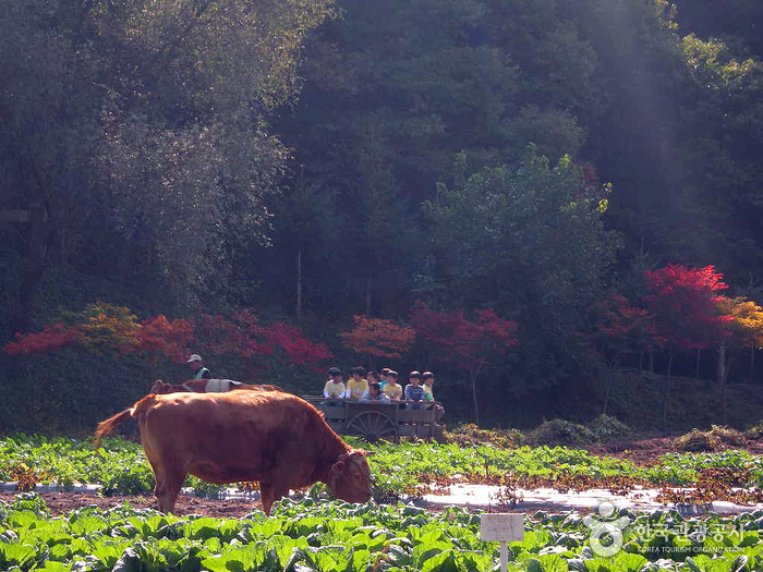 Hanteo Pony Farm (한터 조랑말농장)