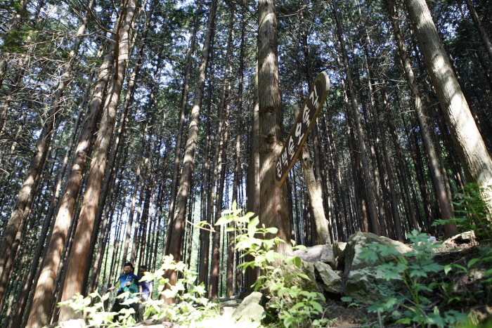 상관 공기마을 편백숲