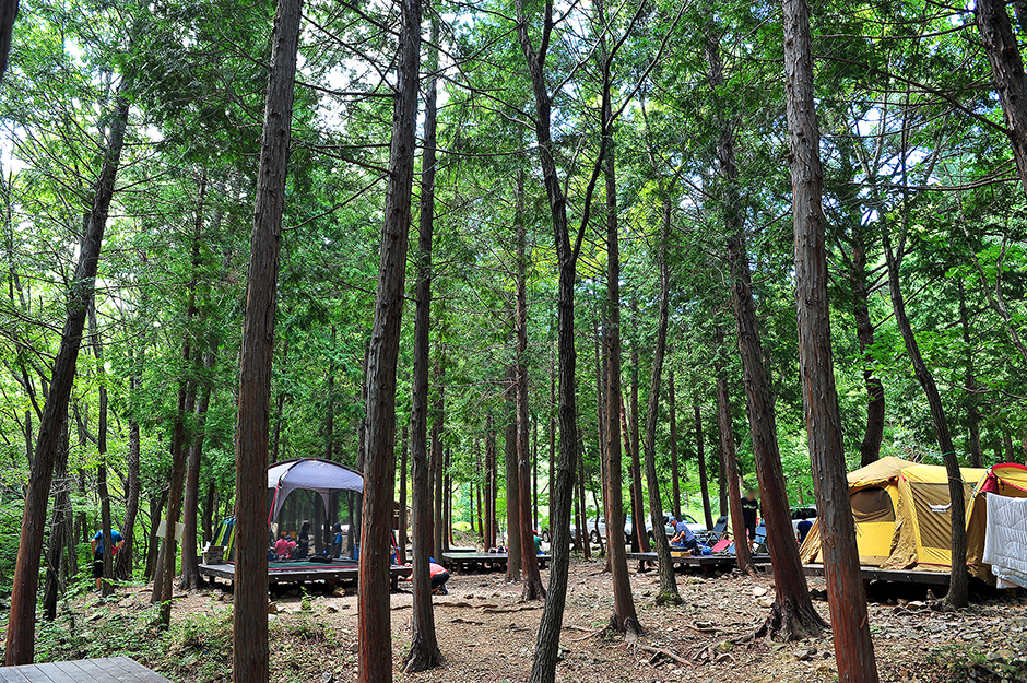 국립남해편백자연휴양림2