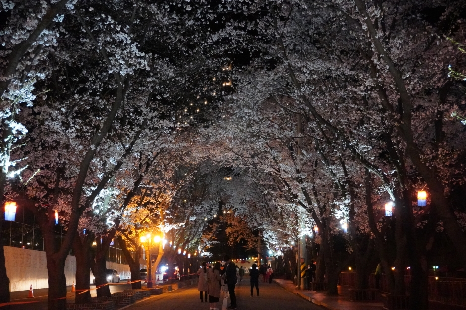エデン桜並木桜祭り（에덴벚꽃길 벚꽃축제）