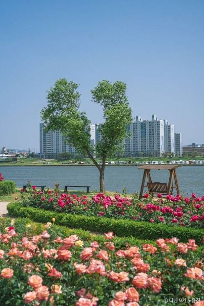 형산강 장미원