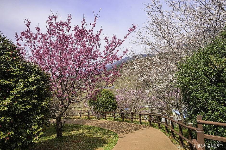 진해 벚꽃공원