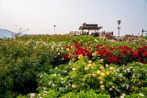 섬진강기차마을 장미공원 (4)